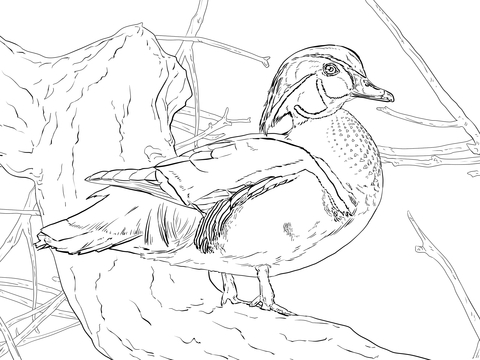 Wood Duck Drake Coloring Page